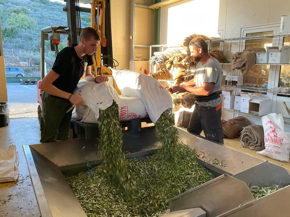 Olivsäckar och korgar i olivkvarnen på Kreta