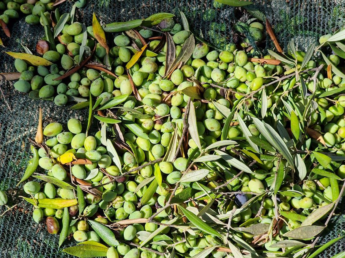 Särskilda villkor för skördesäsongens kundprogram