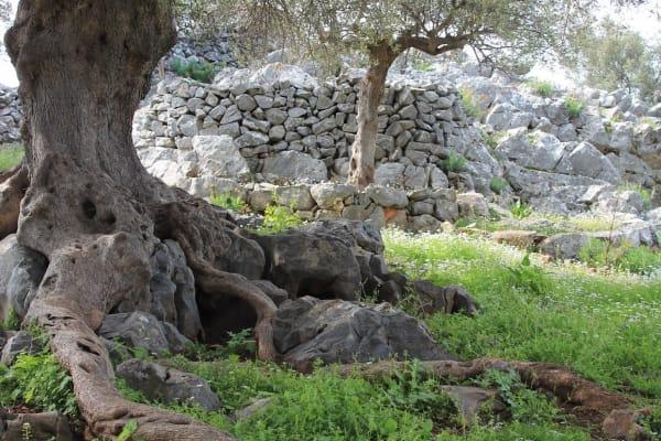 Del 1: Den viktiga betydelsen av olivolja