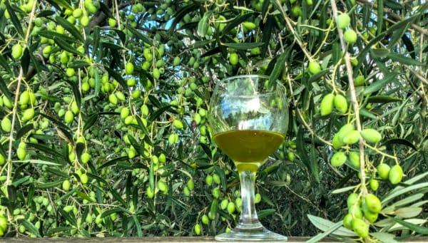 Del 4: Olivoljans smak