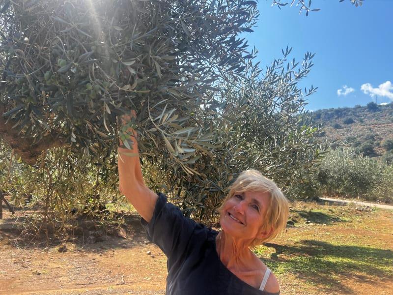 Småodlarens färska olivolja fås från tidig skörd (Early Harvest)