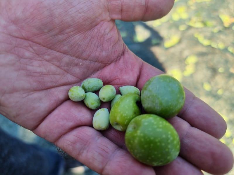 Säsongförmåner för registrerade kunder