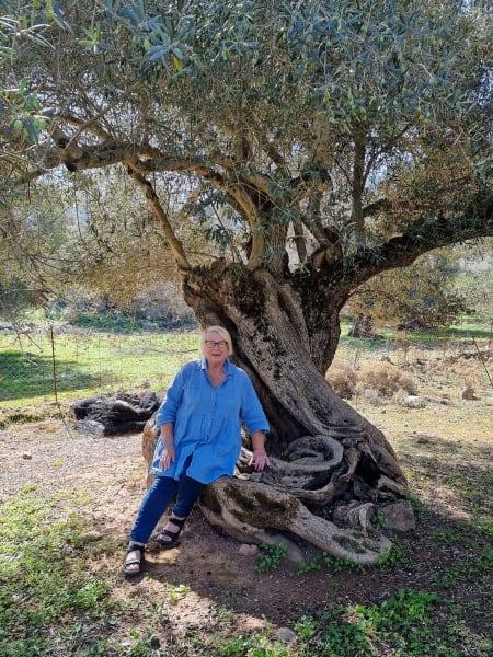 Merja och gammalt olivträd