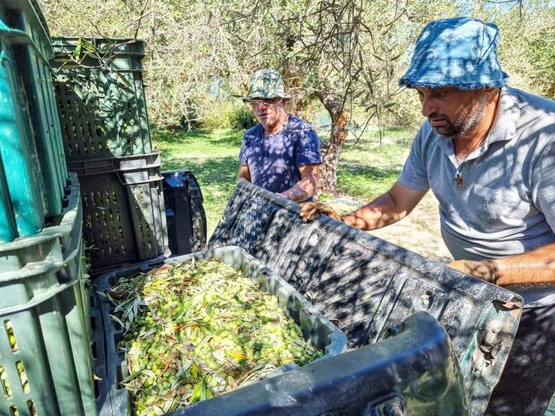 Farmare beundrar skörden