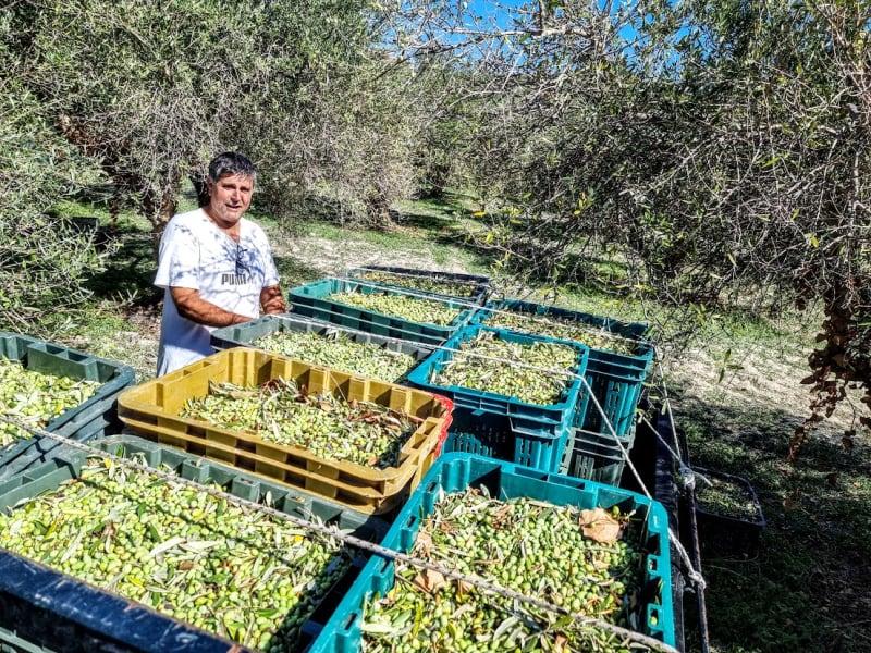 Farmare beundrar olivskörden
