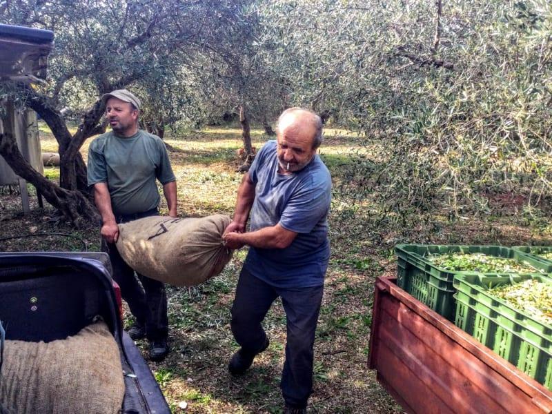 Farmare lyfter olivsäckar på lastbil